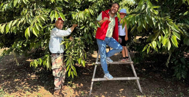 Bayındır gençleri kiraz hasadına katıldı, üreticilere destek verdi