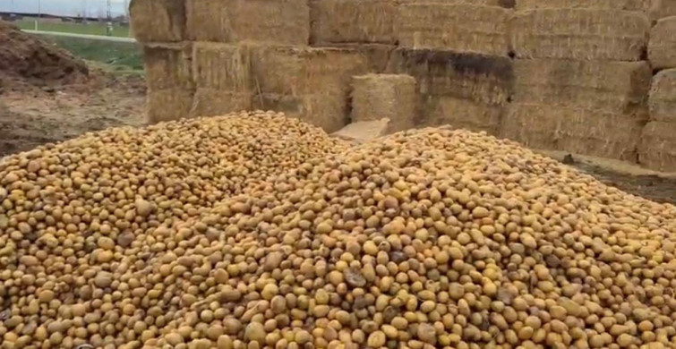Besiciler Yem Maliyetlerini Düşürmek İçin Patates Kullanıyor