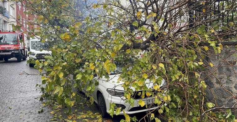 Beyoğlu'nda Park Halindeki Aracın Üzerine Ağaç Devrildi