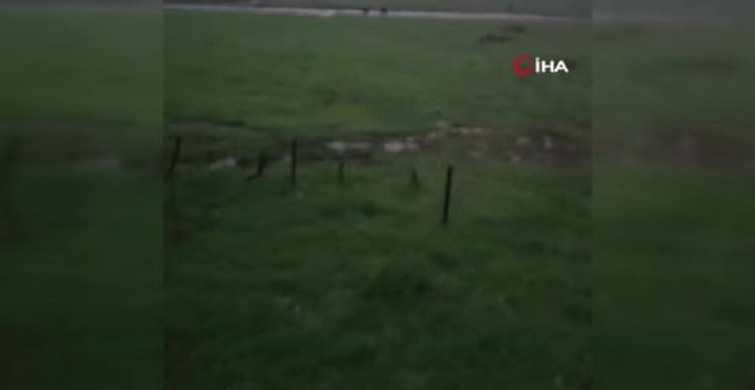 Beypazarı'nda Ayılar Yaylaya İndi
