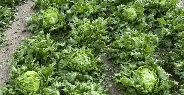 Beypazarı'nda Dolu Yağışı Tarım Alanlarını Vurdu