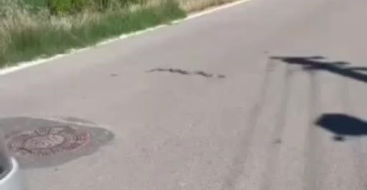 Beypazarı'nda yolda ilerleyen yılan görüntülendi