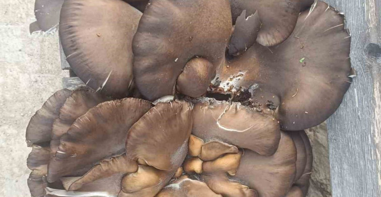 Beyşehir'de 10 Kilogramlık Mantar Bulundu