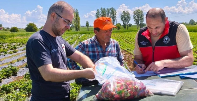 Beyşehir’de çilek hasadı öncesi pestisit denetimleri