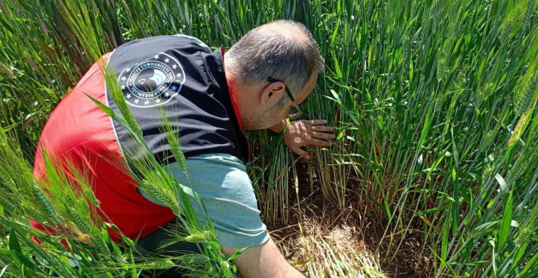 Beyşehir’de süne zararlısına karşı saha çalışmaları hız kazanıyor
