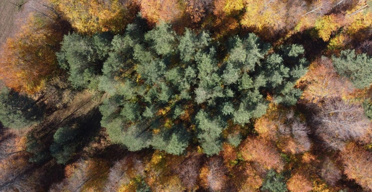 Bilecik Ormanlarında Sonbahar Güzelliği