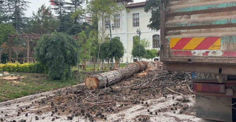 Bilecik Valiliği bahçesindeki dev çam ağaçları kesildi