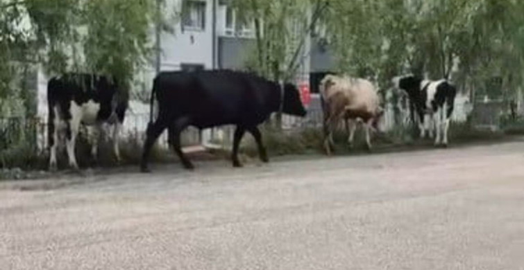 Bilecik'te Hayvan Pazarından Kaçan Büyükbaş Hayvanlar Şaşkınlık Yarattı