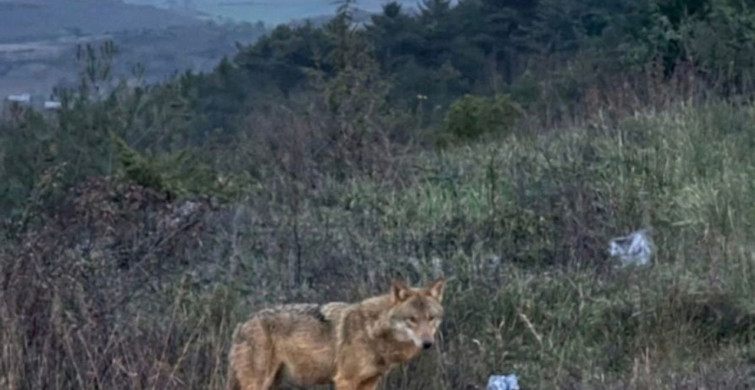 Bilecik'te İnsanlardan Kaçmayan Kurt Gözüne Çarptı