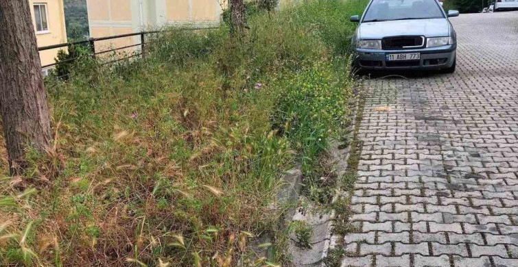 Bilecik'te Kaldırımlardaki Otlar Vatandaşları Zorluyor