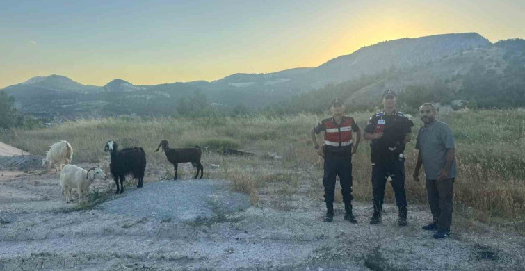 Bilecik'te kaybolan 9 küçükbaş hayvan jandarma tarafından bulundu