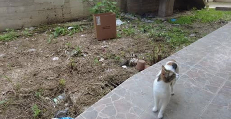 Bilecik'te Mazgala Sıkışan Kedi Yavruları Kurtarıldı
