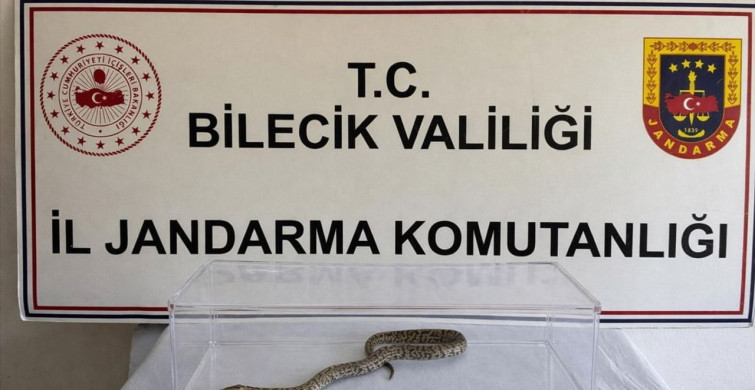 Bilecik'te Nesli Tehlike Altındaki Piton Kurtarıldı