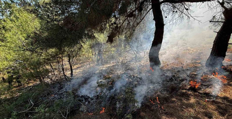 Bilecik'te Orman Yangını