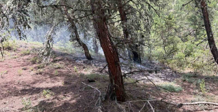 Bilecik’te ormanlık alana yıldırım düştü