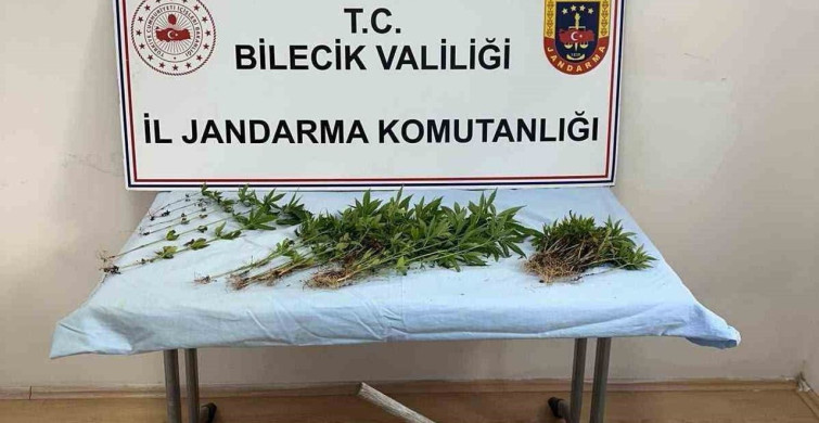 Bilecik'te ormanlık alanda kenevir ekimi yapan kişi yakalandı