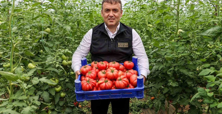 Bilecik'te örtü altı domates hasadı başladı