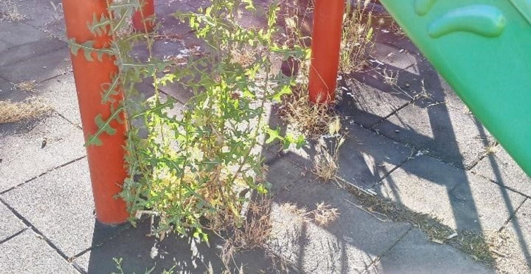 Bilecik'te otluk alana dönen park bakım bekliyor