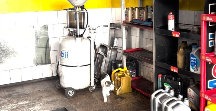Bilecik’te Otomobilin Motoruna Sıkışan Kedi Kurtarıldı