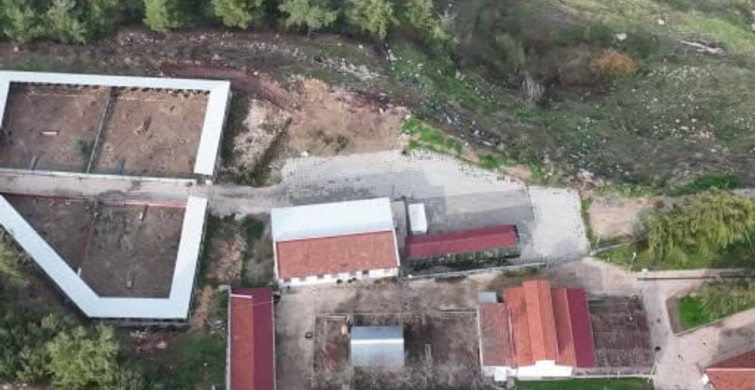 Bilecik'te yaralı halde bulunan çakal tedavi edildi
