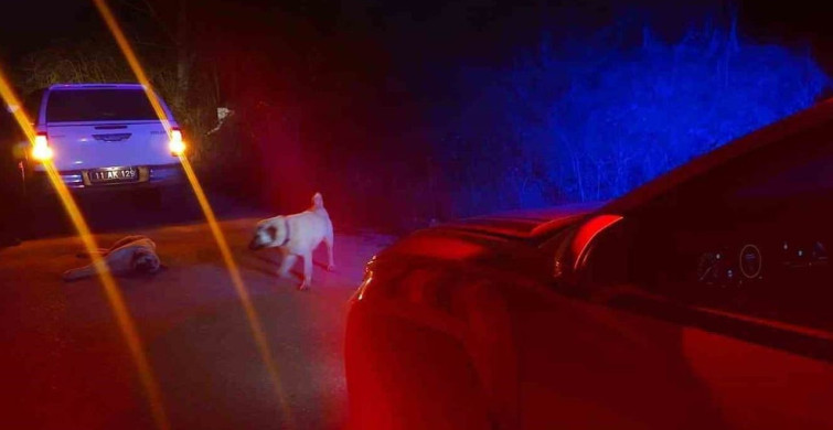 Bilecik'te Yaralı Köpek İçin Jandarma Harekete Geçti