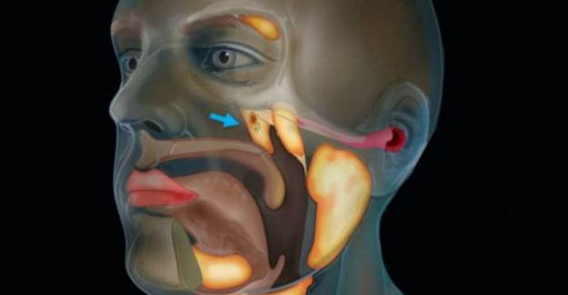 Bilim İnsanları Kafatasında Yeni Organ Keşfetti
