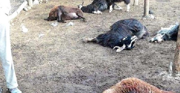 Bingöl'de Ağıla Giren Kurt, 24 Koyunu Telef Etti