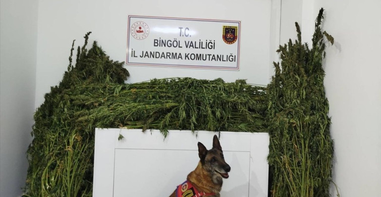Bingöl'de Büyük Uyuşturucu Operasyonu: 91 Kilo Esrar Ele Geçirildi
