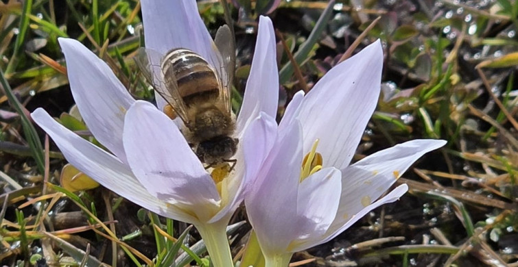 Bingöl'de Çiğdem Çiçekleri Açtı