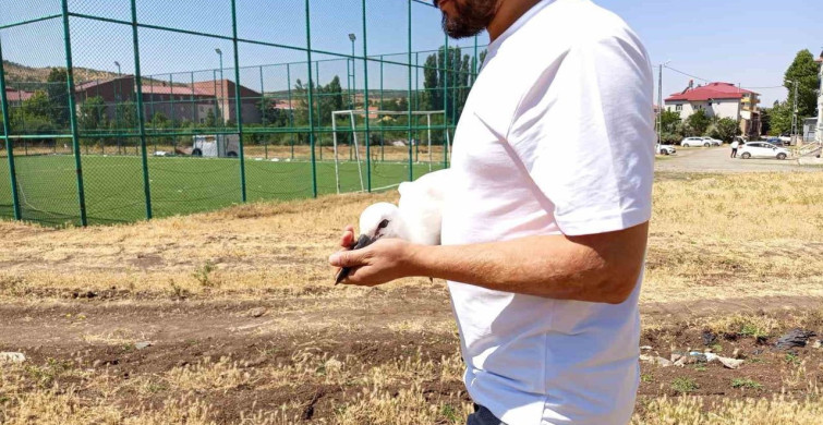 Bingöl'de defalarca yuvasından düşen yavru leylek doğaya bırakıldı