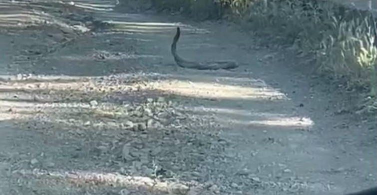 Bingöl'de iki yılanın nadir çiftleşme dansı görüntülendi