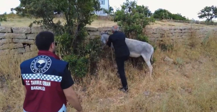 Bingöl'de sahipsiz 68 hayvan toplandı