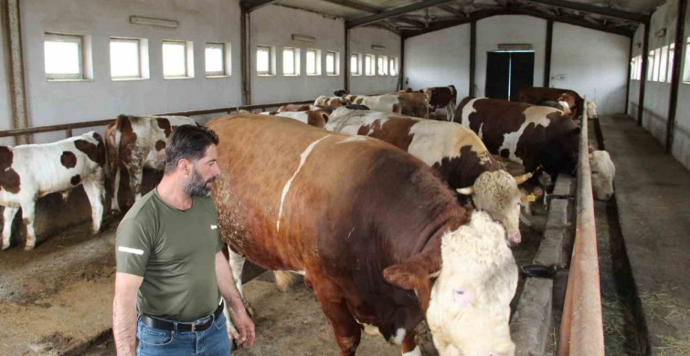 Bingöl'de 'Tosun Paşa' 450 Bin Liraya Satıldı