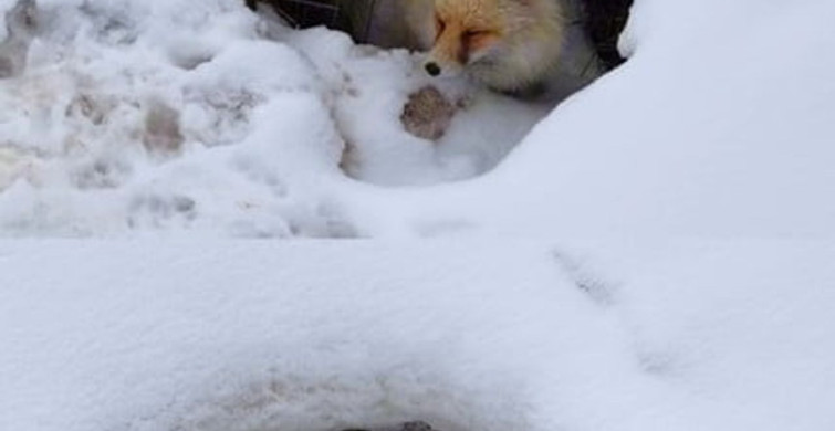 Bingöl'ün Karla Kaplı Dağlarında Kızıl Tilki Görüntülendi