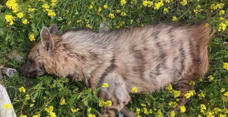 Birecik’te Çizgili Anadolu Sırtlanı Araç Çarpması Sonucu Hayatını Kaybetti