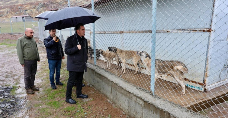 Bitlis'te Sahipsiz Köpeklere Yeni Bir Yaşam Alanı