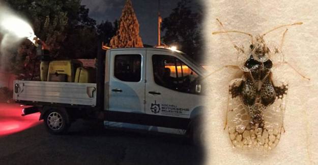 Böcekler Kocaeli'de 3 İlçeyi İstila Etti