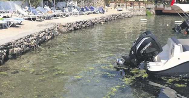 Bodrum Sahilini Pislik Götürüyor