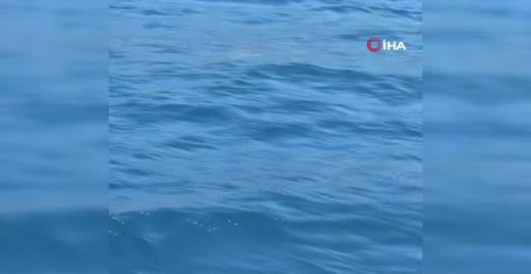 Bodrum'da açık denizde yunus sürprizi