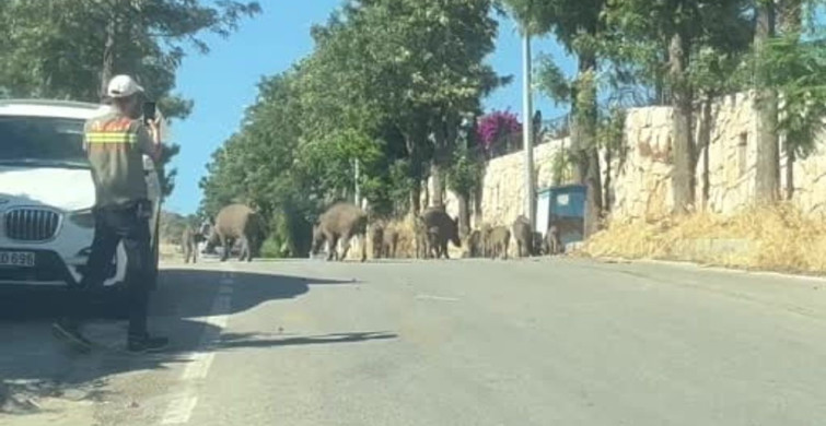 Bodrum'da gündüz vakti domuz sürüsü mahalleye indi