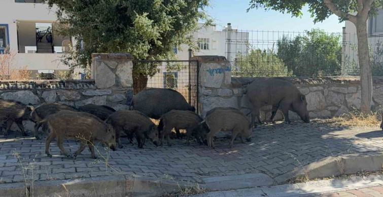 Bodrum'da gündüz vakti domuz sürüsü mahalleye indi