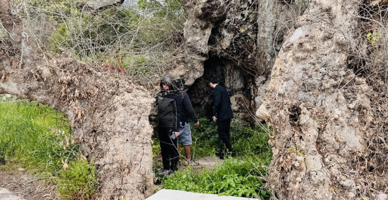 Bodrum'da Koruma Altına Alınacak Dev Çınar