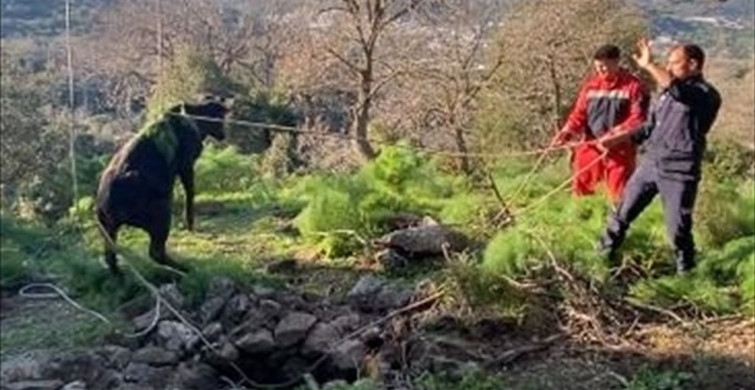 Bodrum'da Kuyuya Düşen Buzağı Başarıyla Kurtarıldı