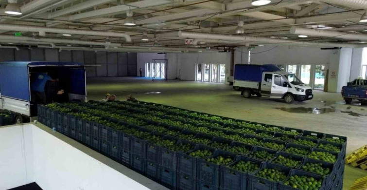 Bodrum'da Mandalina Üretimi 5 Milyon TL Kazandırdı