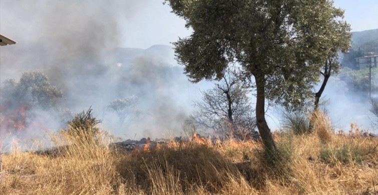 Bodrum'da Zeytinlik Alanında Yangın Kontrol Altına Alındı