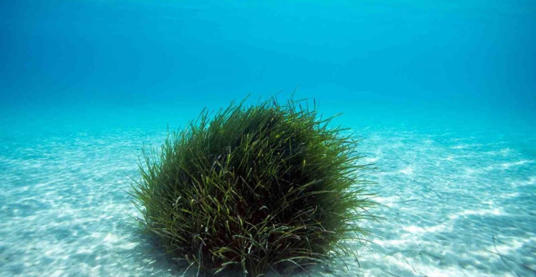 Bodrum'un su altı ekosisteminin haritalama çalışmaları devam ediyor