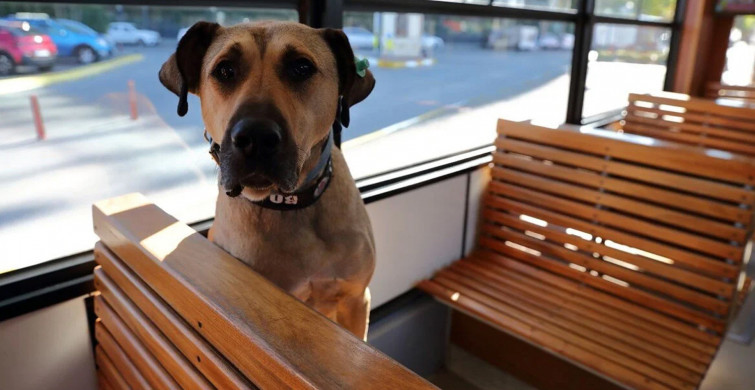 Boji Köpek Nerede, Boji Ne Demek?