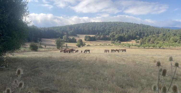 Bolu Dağı'nda Yılkı Atları Taylarıyla Görüntülendi