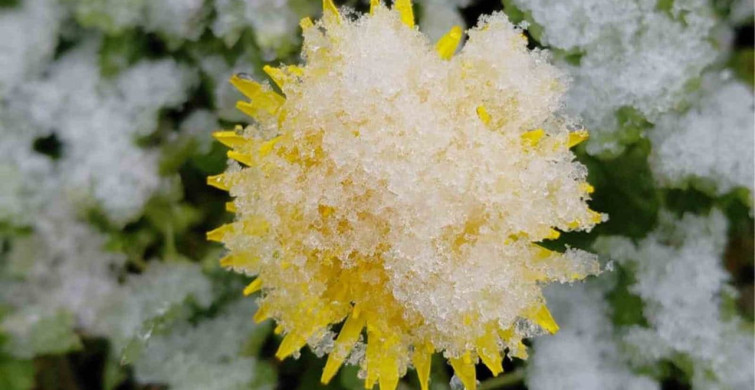 Bolu'da Bahar Çiçekleri Karla Kaplandı