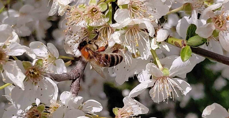 Bolu'da Baharın Gelmesiyle Arılar Aktifleşti